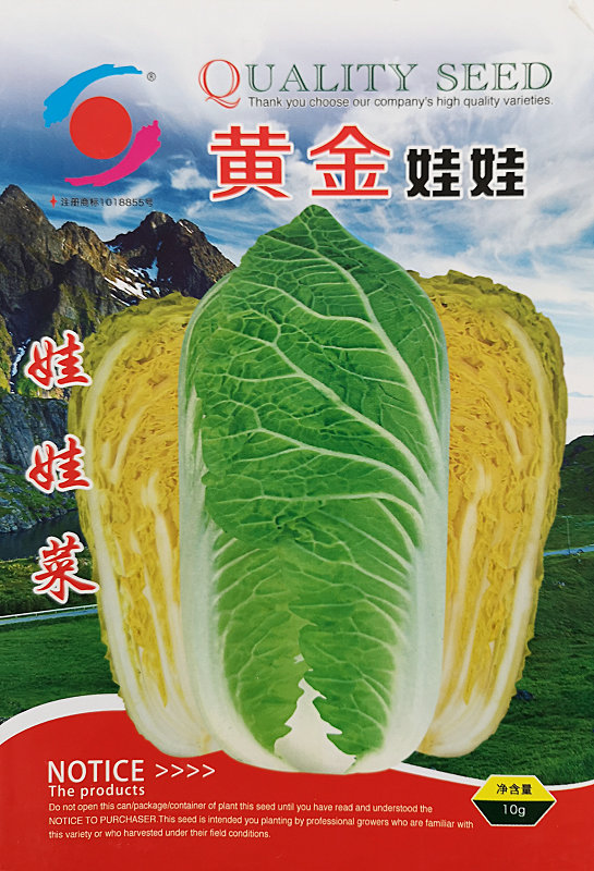 黄金娃娃——娃娃菜